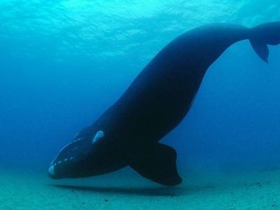 What is The Age Southern Right Whale May Live?