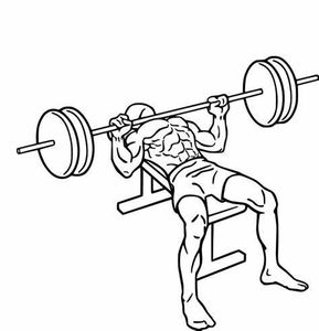 Which muscle group is targeted by a bench press exercise?