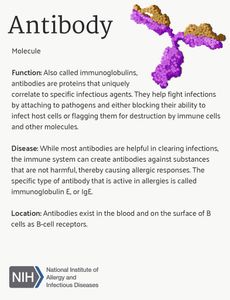 What is the main function of proteins in the body?