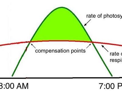 Which environmental factor can limit the rate of photosynthesis in plants?