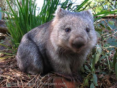 My personal favourite: Wat are wombat droppings shaped like?