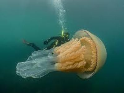 What is the largest species of jellyfish?