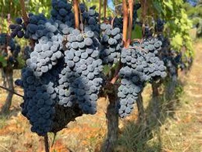 What is the main grape variety used in the production of Chianti?