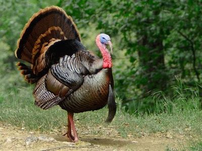 What country is the turkey the most famous bird in?