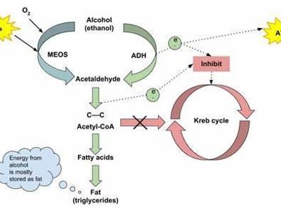 In which phase of metabolism is alcohol converted into acetaldehyde?