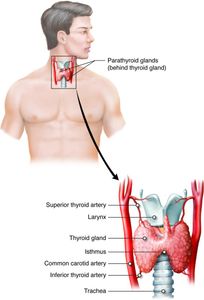 Which hormone is responsible for the fight-or-flight response in stressful situations?