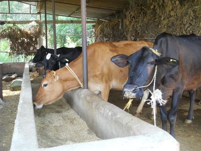 What is the major source of income from cow farming?