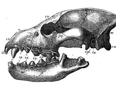 How many teeth do wolves have?