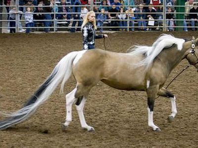 What is the record for the longest tail on a horse?