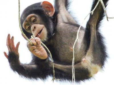 What should you do if a chimp sits close to you?