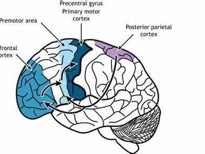 Which part of the brain controls voluntary movements?