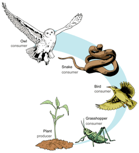 Which of the following is a primary consumer in a food chain?