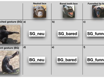 What is the best way to communicate with a chimp?