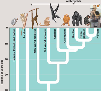 Cladística é uma área de estudo da biologia evolutiva que agrupa os seres vivos de acordo com certas relações, sendo essas :