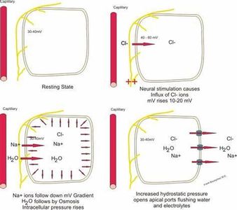 Which body system plays a key role in maintaining electrolyte balance?