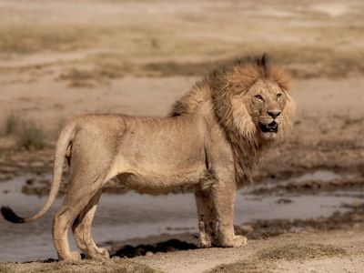 What is the average lifespan of lions in the wild?