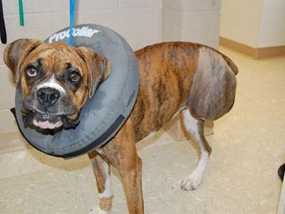 A boxer was rescued after his owner abused her and is available for adoption. What is the Boxer's name?