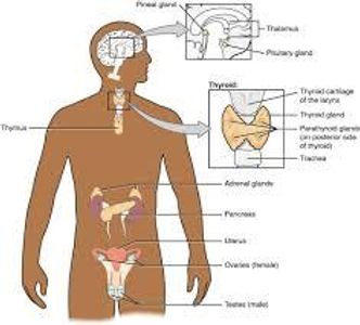 What gland produces natural steroids in the body?