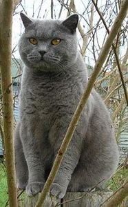 This cat comes in the "classic" blue of its breed. If you're a real cat expert you'll probably have an inkling to what this breed is!