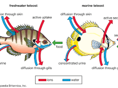 What is the primary function of gills in fish?