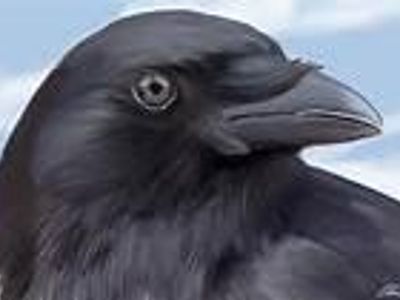 What is the main raven's name?