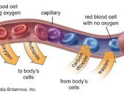 What is the function of red blood cells?