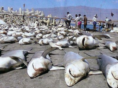 How many sharks do humans kill each year?