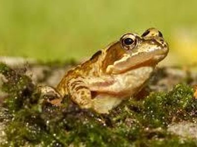 What is the main diet of most frogs?