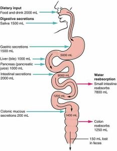 Which organ is responsible for filtering waste products from the blood and producing bile?