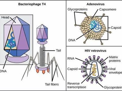 What type of organism is a virus classified as?