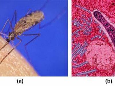 Which microorganism is responsible for causing malaria?