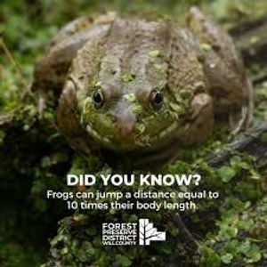 Which organ do frogs use for their powerful leaping ability?