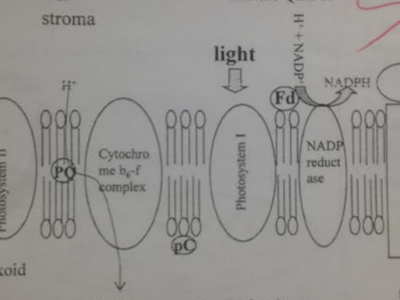 Which side of the membrane is the water splitting complex (enzyme complex that does photolysis) on?