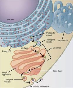 Which organelle is responsible for protein synthesis?