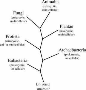 What is the study of microorganisms called?