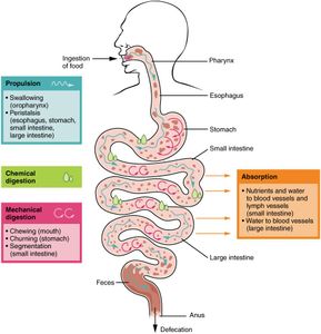 Where does the process of digestion primarily occur?