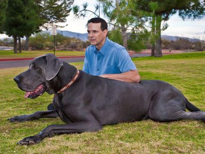 True or False?: The world's largest Great Dane's name is Dave