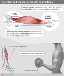 Which of these exercises should not be used during strength training?