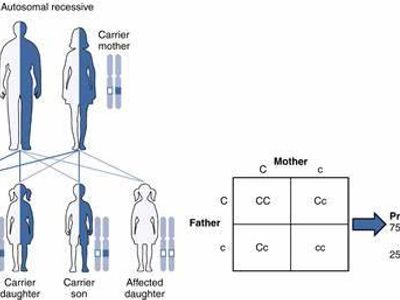 In a group of people, what is the probability of selecting someone born in August?