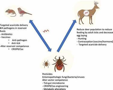 Which organism is responsible for causing Lyme disease?