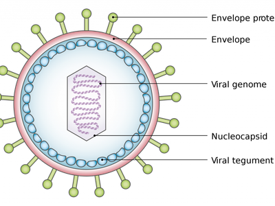 What is the outermost layer of a virus called?