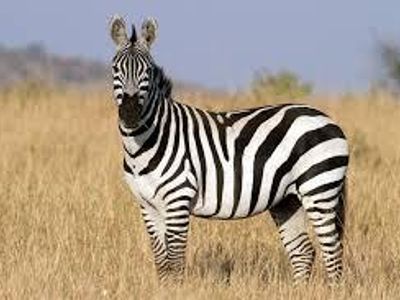 The fastest land animal in the world is the zebra.