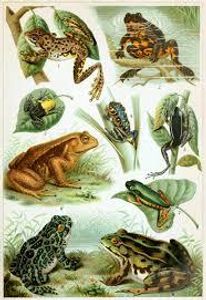 What biological classification do frogs belong to?