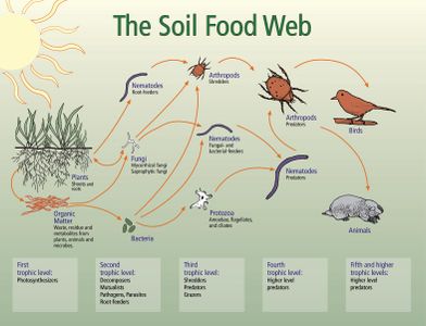 What is the primary role of decomposer microorganisms?