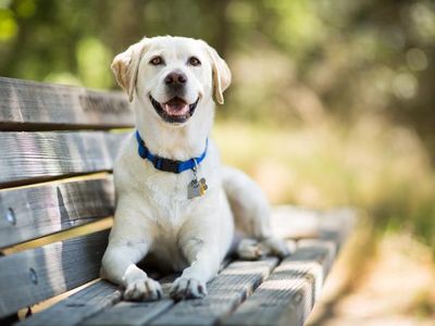 Which species of dogs does not have a pink tongue?