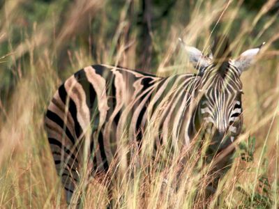 What adaptation do zebras have which helps them avoid predators?