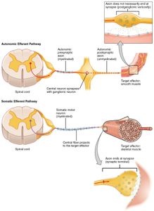 What type of neuron responds to sensory stimuli?