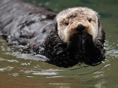 Why do sea otters hold hands when they sleep?