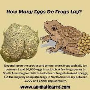 Where do most frogs lay their eggs?