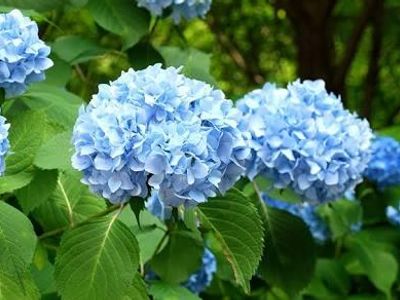 Hydrangea